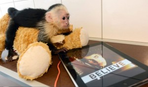 justinbieber'smonkey