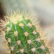 A cactus