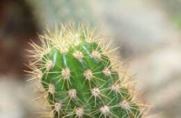A cactus